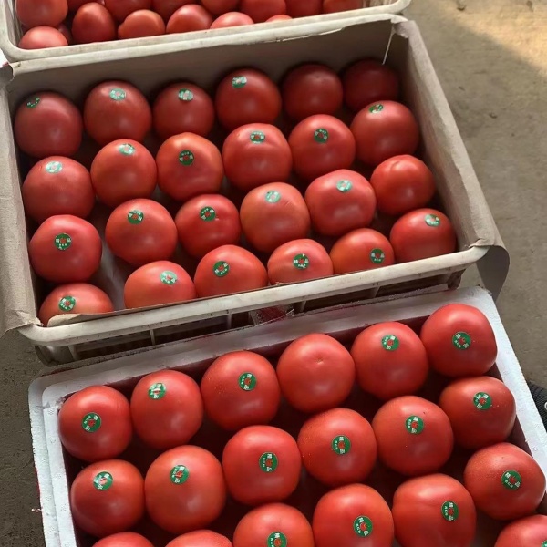 Tomato