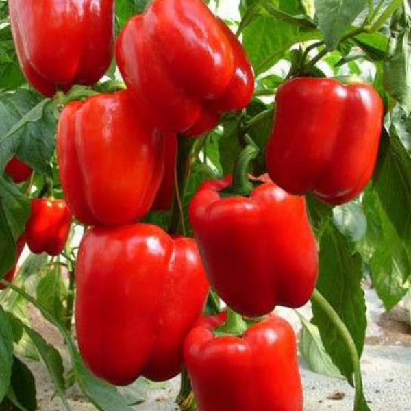 Colorful Peppers