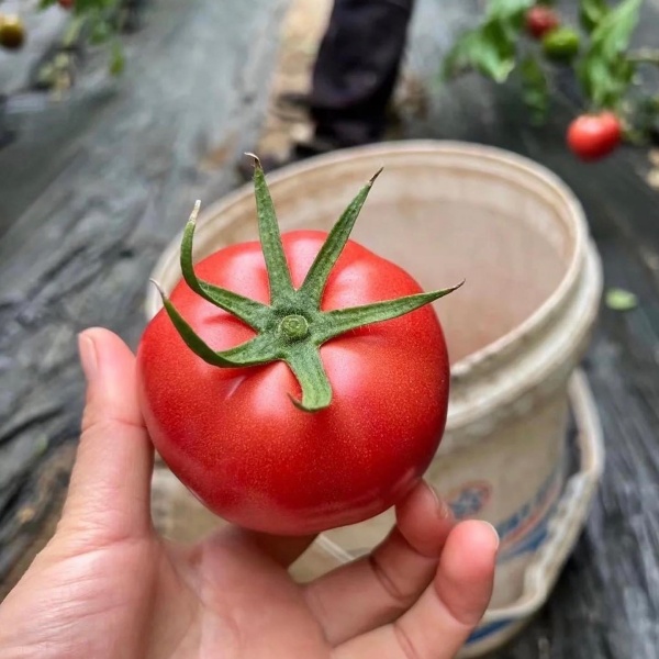 Sandy Tomatoes