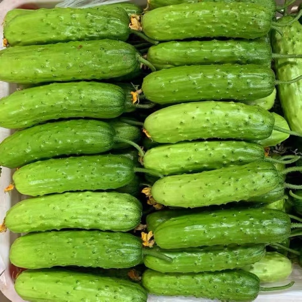 Fruit Cucumber