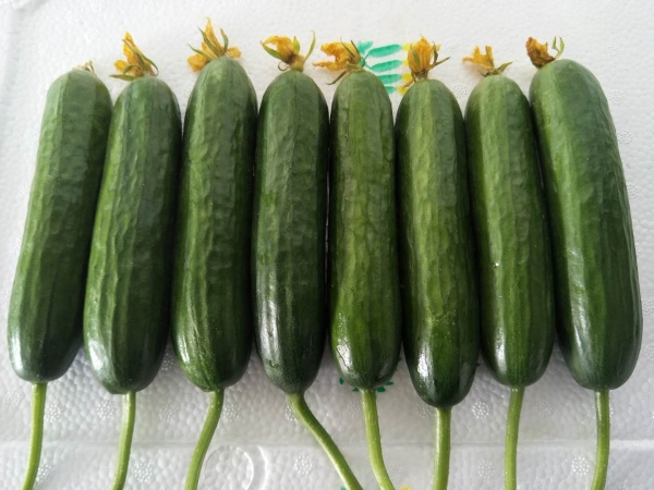 Fruit Cucumber