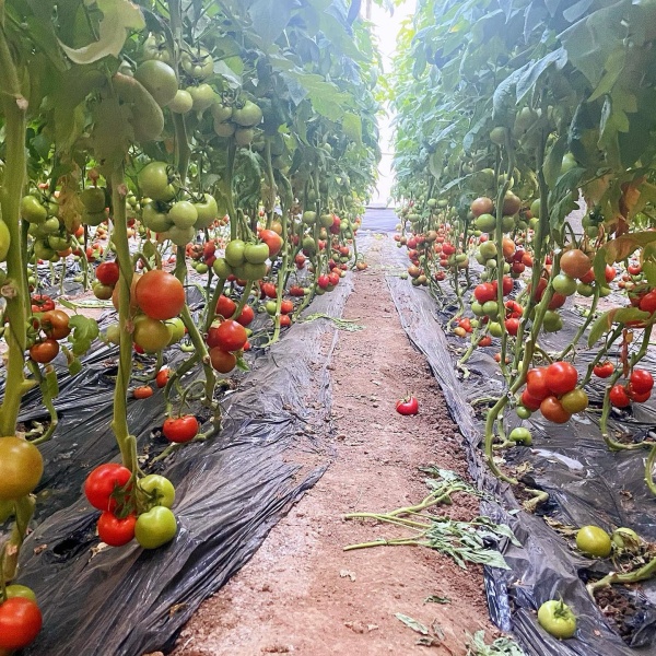 Sandy Tomatoes