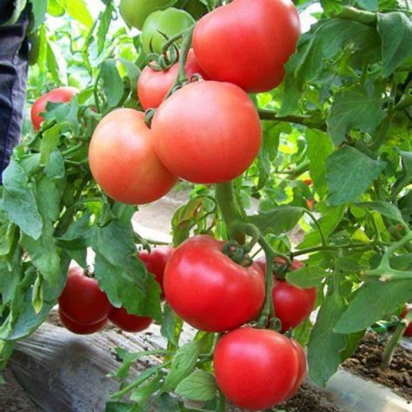 Sandy Tomatoes