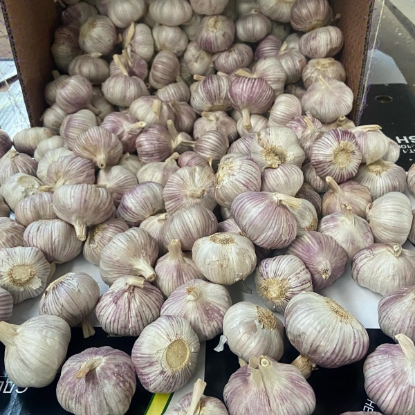 Fresh Garlic