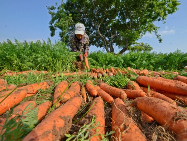 Fresh Carrot