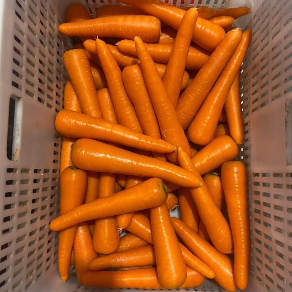 Fresh Carrot