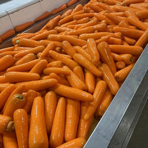 Fresh Carrot